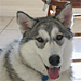 Mischa