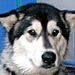 Molly in Dallas area
